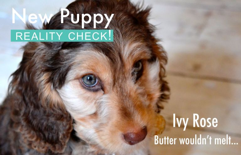 New puppy – reality check!
