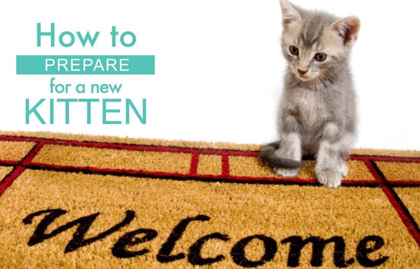 How to prepare for a new kitten!