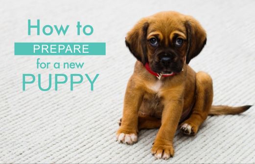 How to prepare for a new puppy!