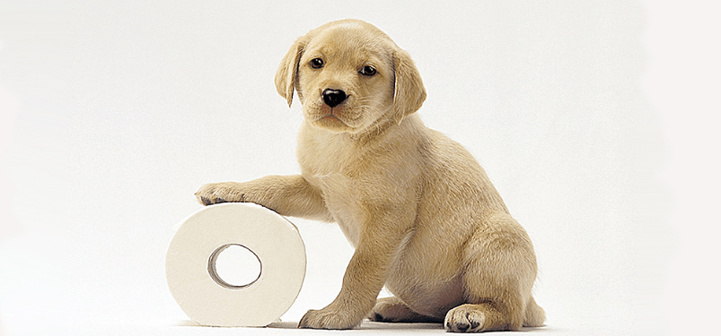 Toilet training your new puppy!