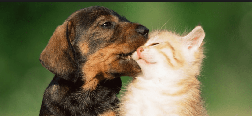 How to choose a puppy or kitten